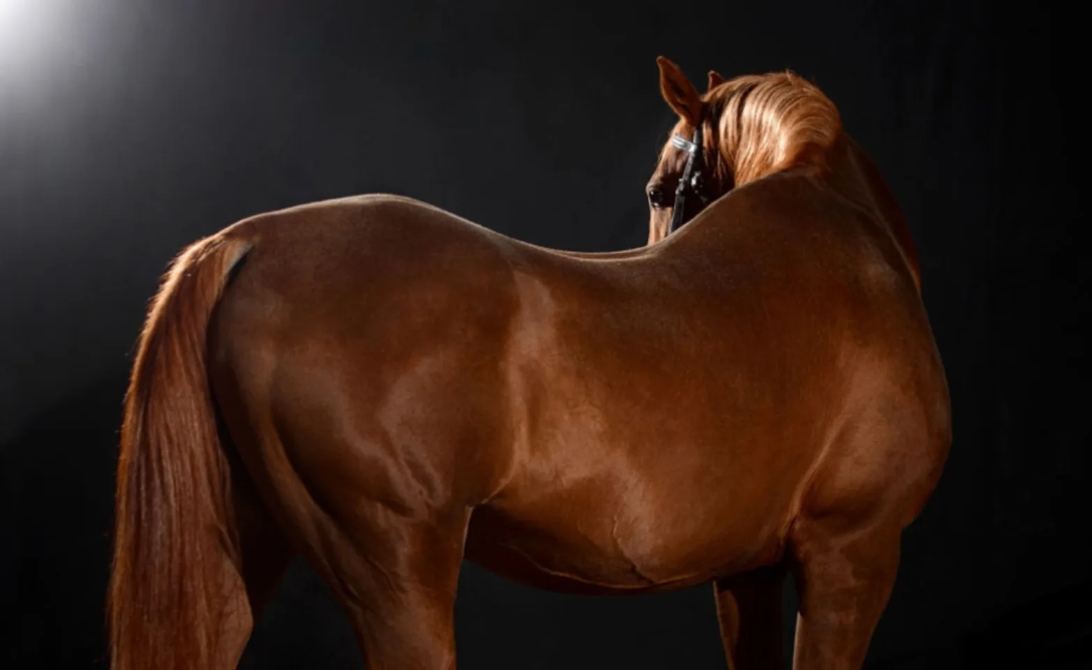 Horse against black background in studio